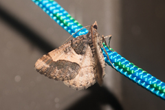 Frederickia hypaethrata