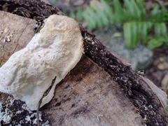 Aegithus quadrinotatus