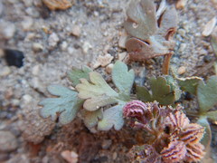 Cymopterus corrugatus