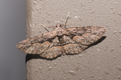 Iridopsis obliquaria