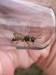 Cerceris ruficornis
