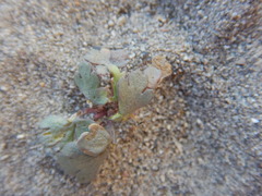 Cymopterus corrugatus