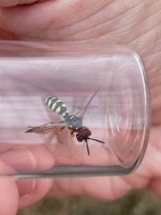 Cerceris ruficornis