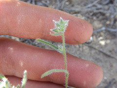 Cryptantha pterocarya