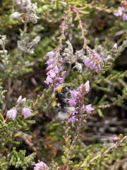 Bombus jonellus