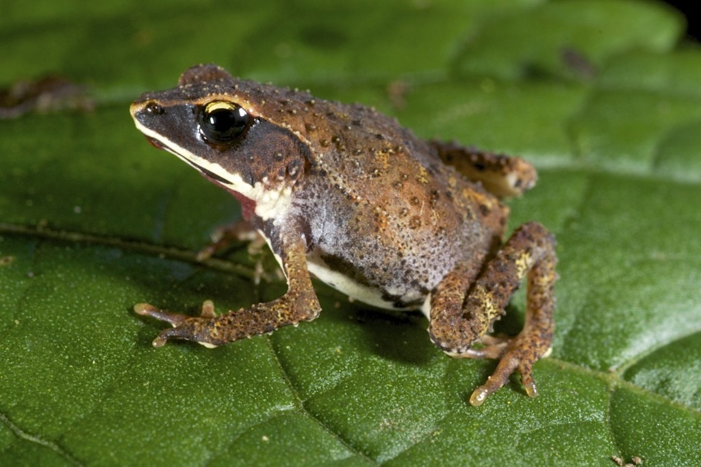 Uzungwe Scarp Tree Toad