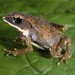 Uzungwe Scarp Tree Toad - Photo (c) michelemenegon, some rights reserved (CC BY-NC), uploaded by michelemenegon