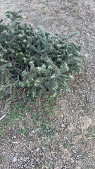Echium italicum