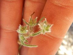Cryptantha pterocarya