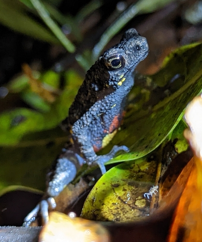 Blaira ornata