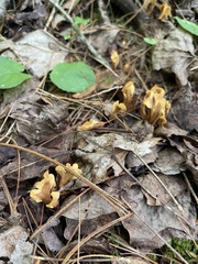 Cudoniaceae