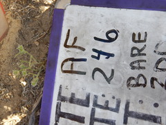 Cryptantha pterocarya