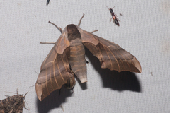 Smerinthus saliceti