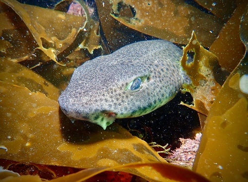 Representative image of Scyliorhinus stellaris