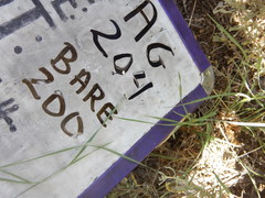 Pseudoroegneria spicata