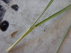 Pseudoroegneria spicata