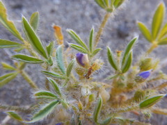 Lupinus brevicaulis