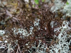 Cetraria ericetorum