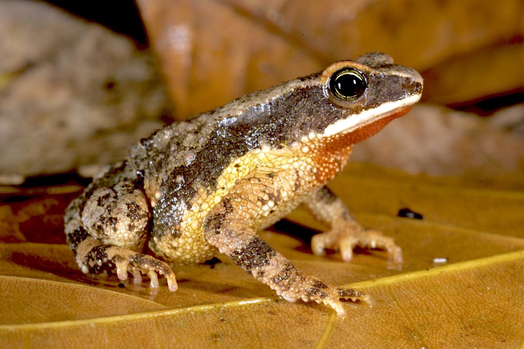 Usambara Forest Toad