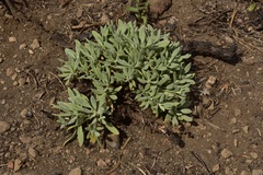 Eriogonum spectabile