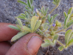 Lupinus brevicaulis