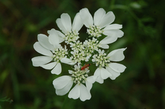 Orlaya grandiflora