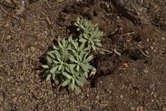 Eriogonum spectabile