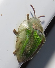Basipta stolida