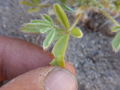 Lupinus brevicaulis