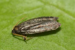 Lecithocera nigrana