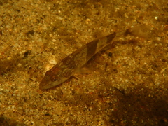 Zingel asper