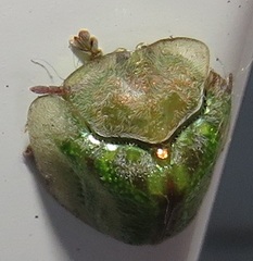 Basipta stolida