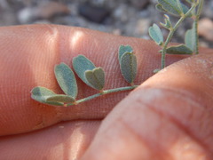 Astragalus curvicarpus
