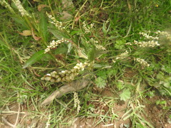 Persicaria segetum