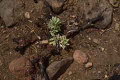Eriogonum spectabile