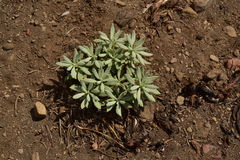 Eriogonum spectabile