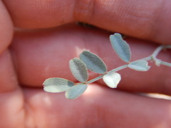 Astragalus curvicarpus