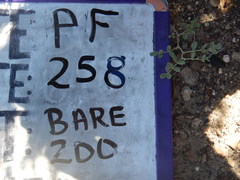 Astragalus curvicarpus