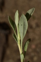 Eriogonum spectabile