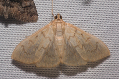 Hahncappsia pergilvalis