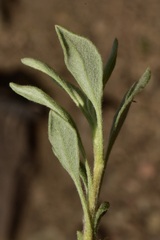 Eriogonum spectabile