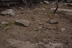 Eriogonum spectabile