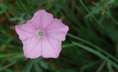 Convolvulus cantabrica