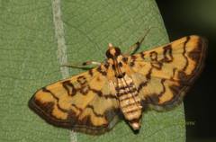 Glycythyma chrysorycta