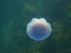 Cyanea lamarckii
