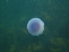 Cyanea lamarckii