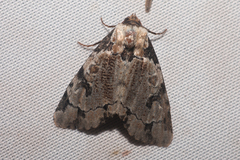 Stibaera thyatiroides