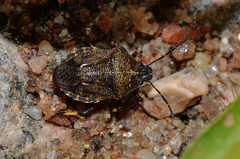 Rhacognathus punctatus