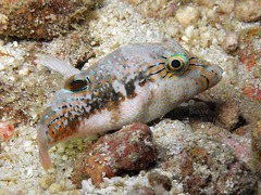 Canthigaster bennetti
