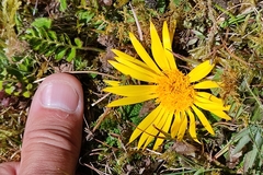 Paranephelius